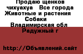 Продаю щенков чихуахуа - Все города Животные и растения » Собаки   . Владимирская обл.,Радужный г.